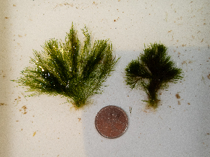  (Acrosiphonia sp.8GWS - AMS00927)  @11 [ ] by-nc (2022) Unspecified Canadian Museum of Nature