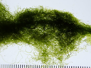  ( - GHM2025042302)  @11 [ ] by-nc (2022) Canadian Museum of Nature Unspecified