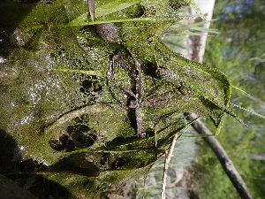  ( - JLC00194)  @11 [ ] by-nc (2022) Canadian Museum of Nature Unspecified