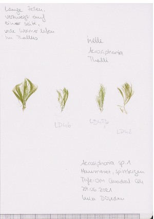  (Acrosiphonia sonderi - LD00537)  @11 [ ] by-nc (2022) Unspecified Canadian Museum of Nature