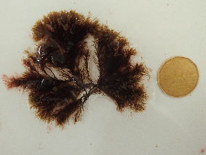  ( - AMS00016)  @11 [ ] by-nc (2022) Unspecified Canadian Museum of Nature