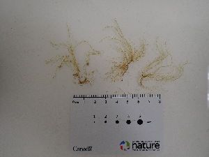  ( - AMS00241a)  @11 [ ] CreativeCommons - Attribution Non-Commercial (2025) Unspecified Canadian Museum of Nature