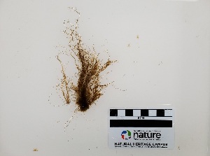  ( - AMS00324a)  @11 [ ] CreativeCommons - Attribution Non-Commercial (2025) Unspecified Canadian Museum of Nature