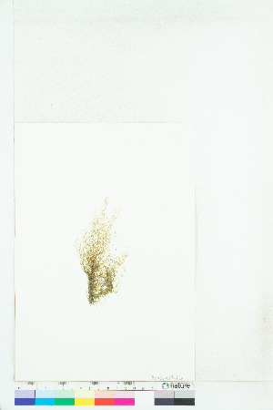  ( - AMS00346a)  @11 [ ] CreativeCommons - Attribution Non-Commercial (2025) Unspecified Canadian Museum of Nature