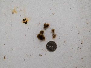  ( - AMS00371)  @11 [ ] CreativeCommons  Attribution Non-Commercial (2023) Unspecified Canadian Museum of Nature