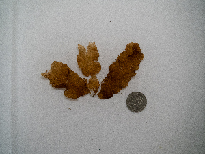  (Punctaria latifolia - AMS00465)  @11 [ ] CreativeCommons  Attribution Non-Commercial (2023) Unspecified Canadian Museum of Nature