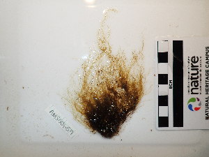  ( - AMS00659a)  @11 [ ] CreativeCommons - Attribution Non-Commercial (2025) Unspecified Canadian Museum of Nature