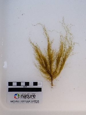  ( - AMS00673a)  @11 [ ] CreativeCommons - Attribution Non-Commercial (2025) Unspecified Canadian Museum of Nature