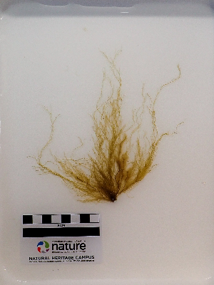  ( - AMS00683a)  @11 [ ] CreativeCommons - Attribution Non-Commercial (2025) Unspecified Canadian Museum of Nature