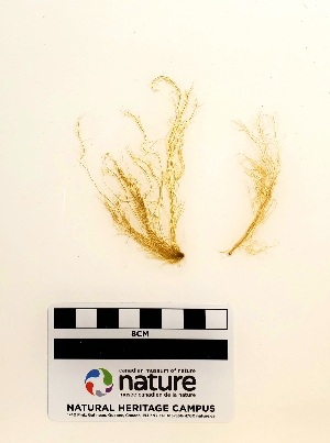  ( - AMS00721a)  @11 [ ] CreativeCommons - Attribution Non-Commercial (2025) Unspecified Canadian Museum of Nature