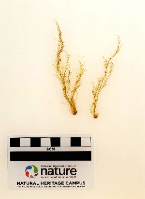  ( - AMS00722a)  @11 [ ] CreativeCommons - Attribution Non-Commercial (2025) Unspecified Canadian Museum of Nature