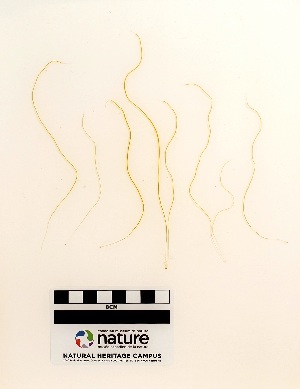  ( - AMS00725a)  @11 [ ] CreativeCommons - Attribution Non-Commercial (2025) Unspecified Canadian Museum of Nature