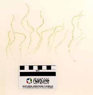  ( - AMS00726a)  @11 [ ] CreativeCommons - Attribution Non-Commercial (2025) Unspecified Canadian Museum of Nature