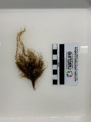  ( - AMS00797a)  @11 [ ] CreativeCommons - Attribution Non-Commercial (2025) Unspecified Canadian Museum of Nature