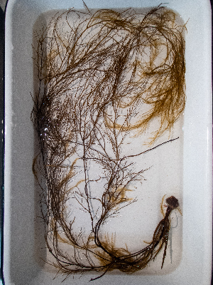  ( - AMS01049)  @11 [ ] by-nc (2022) Unspecified Canadian Museum of Nature