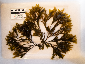  ( - AMS01072)  @11 [ ] by-nc (2022) Unspecified Canadian Museum of Nature