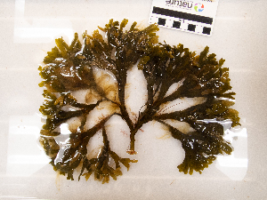  ( - AMS01138)  @11 [ ] by-nc (2022) Unspecified Canadian Museum of Nature