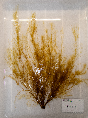  ( - AMS01144)  @11 [ ] by-nc (2022) Unspecified Canadian Museum of Nature