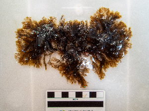  (Chaetopteris - AMS01145)  @11 [ ] by-nc (2022) Unspecified Canadian Museum of Nature