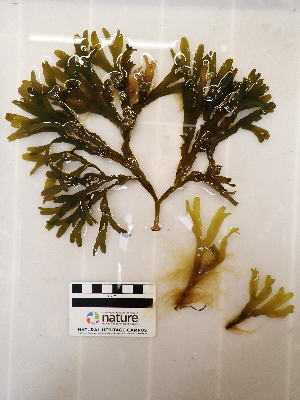  ( - AMS01153)  @11 [ ] by-nc (2022) Unspecified Canadian Museum of Nature