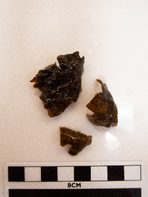  ( - AMS01161)  @11 [ ] by-nc (2022) Unspecified Canadian Museum of Nature