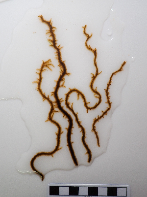  (Papenfussiella - AMS01203)  @11 [ ] by-nc (2022) Unspecified Canadian Museum of Nature