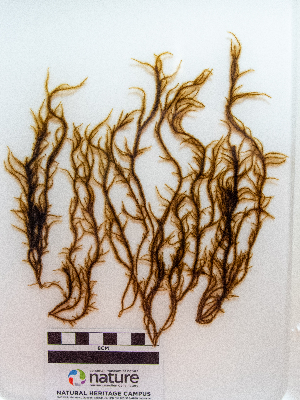  ( - AMS01238)  @11 [ ] by-nc (2022) Unspecified Canadian Museum of Nature
