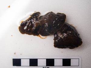  ( - AMS01270)  @11 [ ] by-nc (2022) Unspecified Canadian Museum of Nature