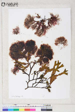  ( - Dally-Belanger58.3)  @11 [ ] by-nc (2022) Unspecified Canadian Museum of Nature