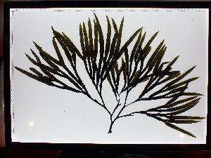  (Fucus distichus subsp. edentatus - JLC00084)  @11 [ ] by-nc (2022) Unspecified Canadian Museum of Nature
