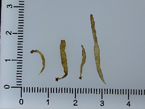  ( - JLC00147)  @11 [ ] by-nc (2022) Unspecified Canadian Museum of Nature