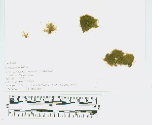  ( - JLC00207)  @11 [ ] by-nc (2022) Canadian Museum of Nature Unspecified