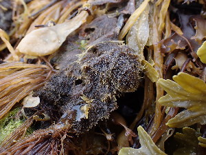  ( - JLC00207)  @11 [ ] by-nc (2022) Canadian Museum of Nature Unspecified