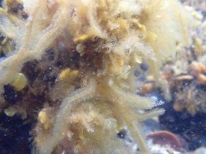  ( - JLC00214)  @11 [ ] by-nc (2022) Canadian Museum of Nature Unspecified