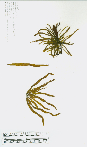  ( - JLC00228)  @11 [ ] by-nc (2022) Canadian Museum of Nature Unspecified