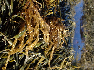  ( - JLC00228)  @11 [ ] by-nc (2022) Canadian Museum of Nature Unspecified