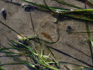  ( - JLC00276)  @11 [ ] by-nc (2030) Canadian Museum of Nature Unspecified