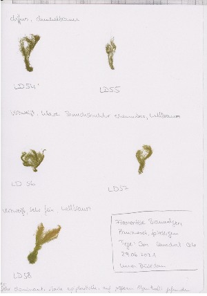  ( - LD00549)  @11 [ ] by-nc (2022) Unspecified Canadian Museum of Nature