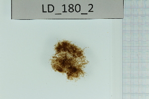  (Delamareaceae - LD01018)  @11 [ ] by-nc (2024) Unspecified Alfred Wegener Institute