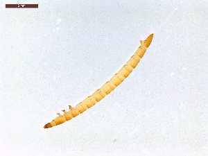  ( - LS-IRBI-CANOP0066)  @11 [ ] Copyright (2021) Lucas Sire Institut de Recherche sur la Biologie de l'Insecte