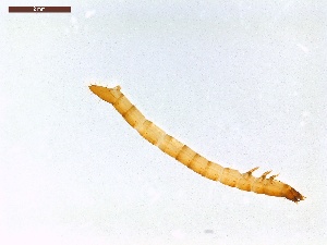  ( - LS-IRBI-CANOP0073)  @11 [ ] Copyright (2021) Lucas Sire Institut de Recherche sur la Biologie de l'Insecte