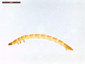  ( - LS-IRBI-CANOP0080)  @11 [ ] Copyright (2021) Lucas Sire Institut de Recherche sur la Biologie de l'Insecte