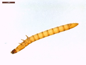  ( - LS-IRBI-CANOP0081)  @11 [ ] Copyright (2021) Lucas Sire Institut de Recherche sur la Biologie de l'Insecte