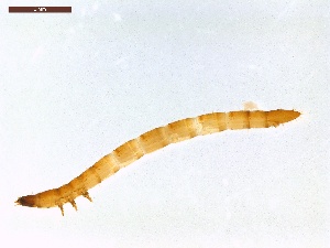  ( - LS-IRBI-CANOP0083)  @11 [ ] Copyright (2021) Lucas Sire Institut de Recherche sur la Biologie de l'Insecte