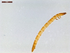  ( - LS-IRBI-CANOP0084)  @11 [ ] Copyright (2021) Lucas Sire Institut de Recherche sur la Biologie de l'Insecte