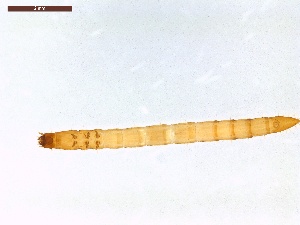  ( - LS-IRBI-CANOP0085)  @11 [ ] Copyright (2021) Lucas Sire Institut de Recherche sur la Biologie de l'Insecte