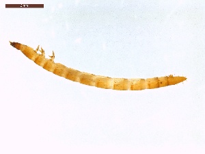  ( - LS-IRBI-CANOP0086)  @11 [ ] Copyright (2021) Lucas Sire Institut de Recherche sur la Biologie de l'Insecte