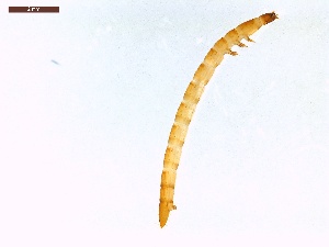  ( - LS-IRBI-CANOP0087)  @11 [ ] Copyright (2021) Lucas Sire Institut de Recherche sur la Biologie de l'Insecte