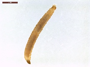  ( - LS-IRBI-CANOP0092)  @11 [ ] Copyright (2021) Lucas Sire Institut de Recherche sur la Biologie de l'Insecte