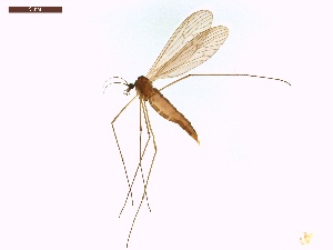  ( - LS-IRBI-CANOP0187)  @11 [ ] Copyright (2021) Lucas Sire Institut de Recherche sur la Biologie de l'Insecte